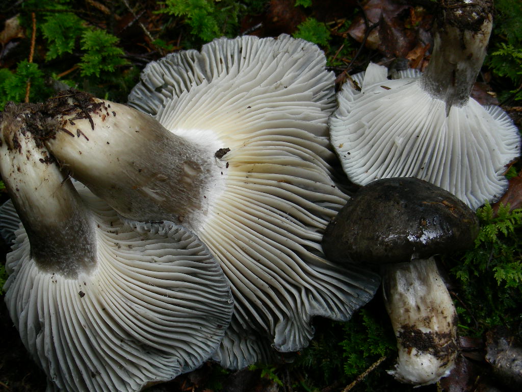 Chi cerca ...trova (Hygrophorus marzuolus)
